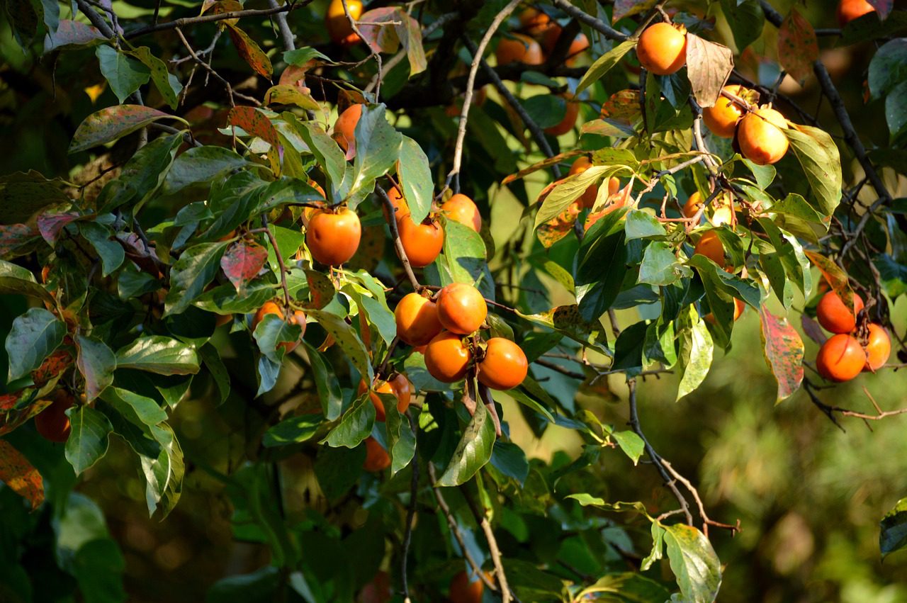 A datolyaszilva (Diospyros kaki) egy egzotikus gyümölcs