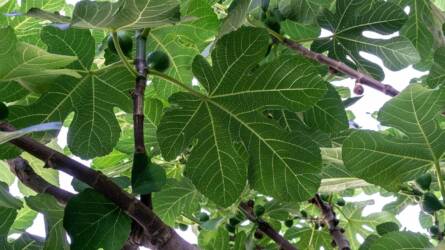 Milyen kártevő rág lyukakat a füge levelébe?