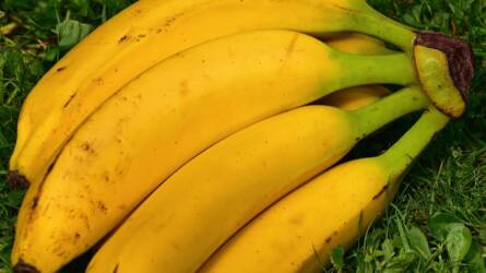 A kokain miatt nem drágul a banán már jó ideje?