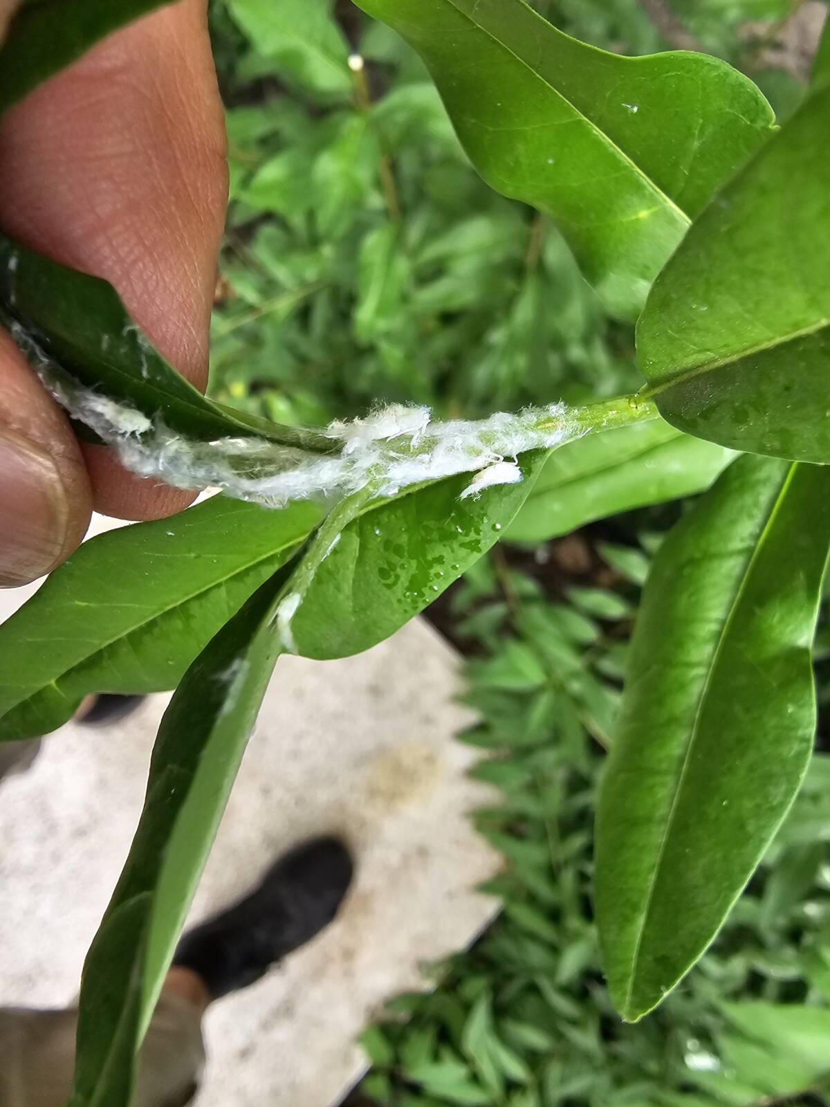 Az amerikai lepkekabóca fehér viaszszálas lárvatelepei egyre több növényen tűnnek fel 