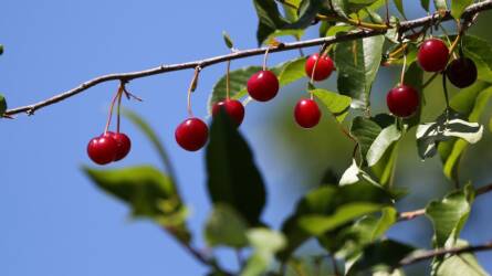 Kontakt gombaölő szerekkel permetezzük szüret után a meggy- és cseresznyefákat – Kertészeti növényvédelmi előrejelzés