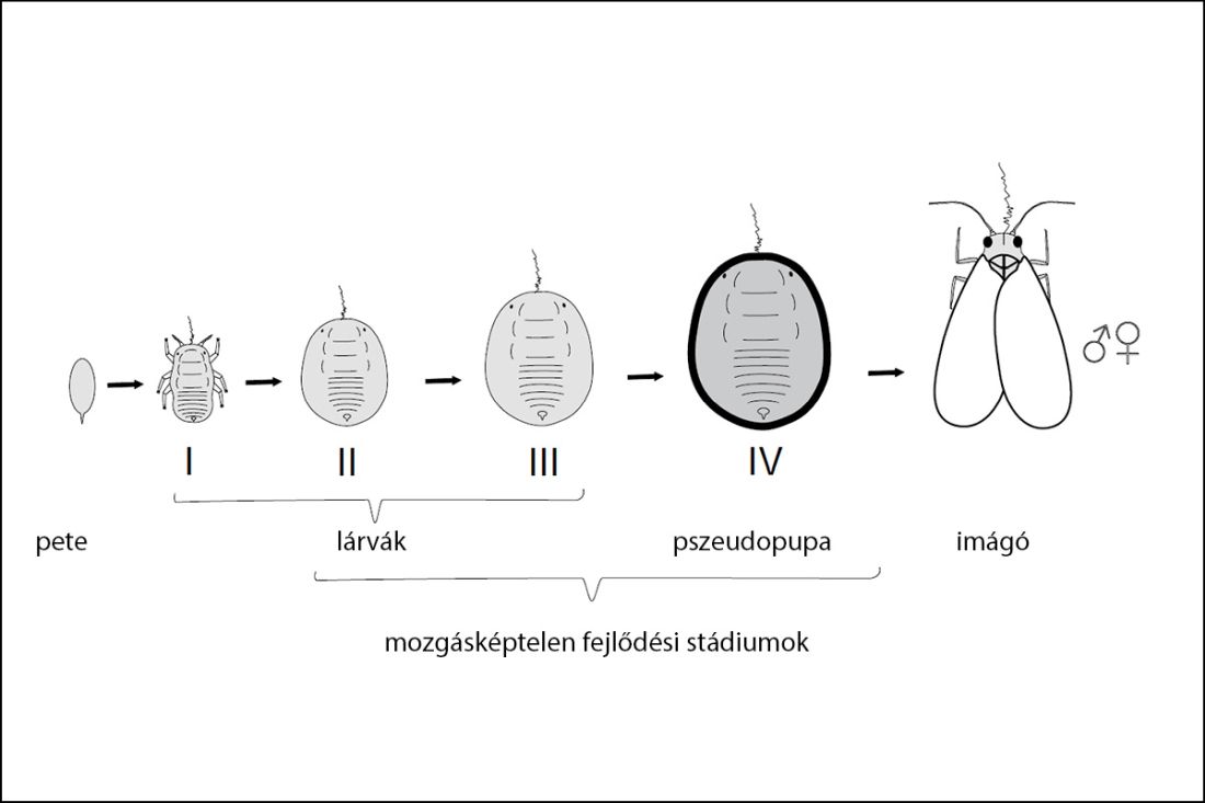 1. ábra: A liszteskék posztembrionális fejlődésének sematikus rajza. Gabrilov-Zimin, I.A., & Borisov, B. A. (2020) magyar feliratokkal.