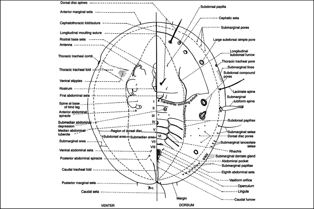 2. ábra: Egy stilizált liszteske pszeudopupája a főbb morfológiai jegyekkel. Martin, J. H., Mifsud, D. & Rapisarda, C., (2000).