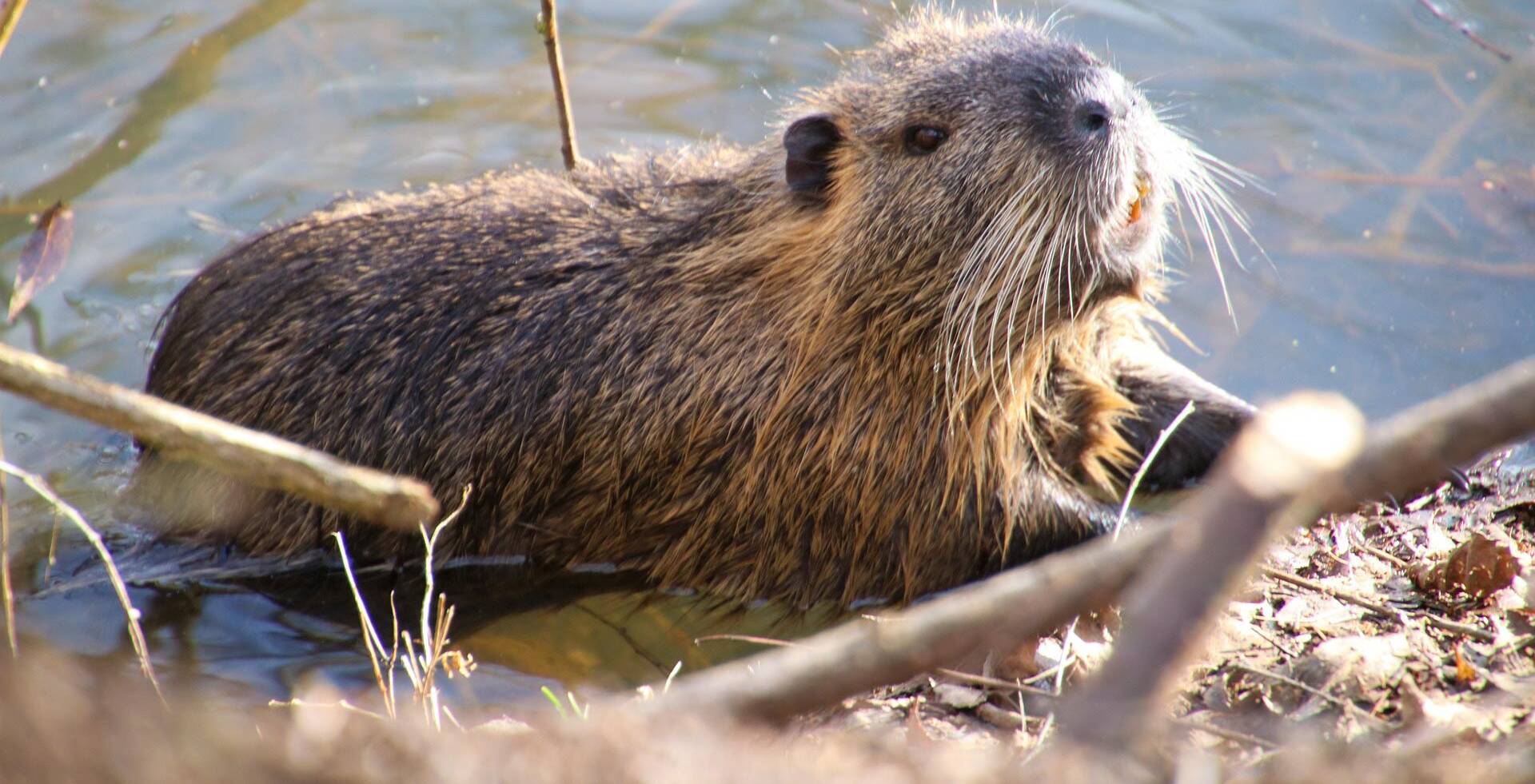 Звук бобра слушать. Звук бобра слушать. Бобёр дзен. Группа бобры. Орущий бобер.