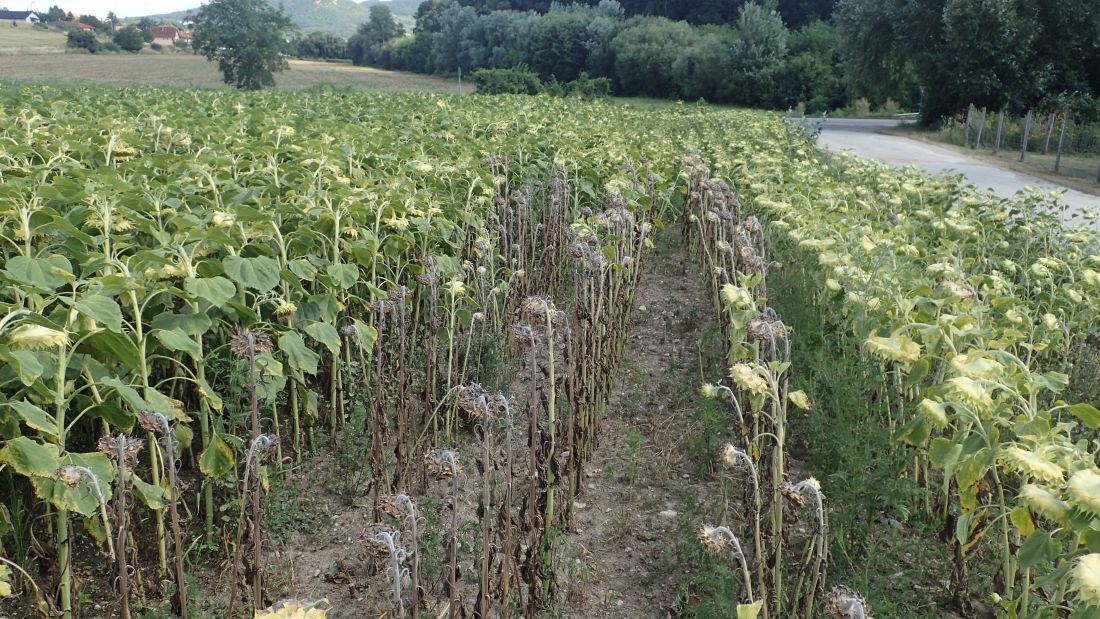 A hamuszürke szárkorhadás tipikus nyár végi tünete napraforgóban