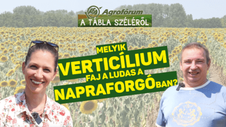 Melyik verticílium faj ,,a ludas" a napraforgóban?