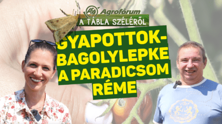 A gyapottok-bagolylepke: a paradicsom réme