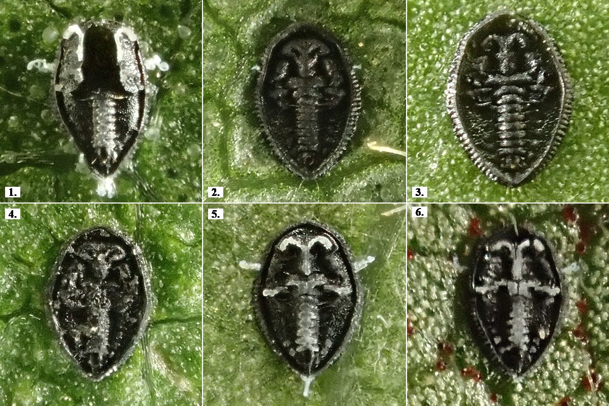 9. kép: Pszeudopupáriumok különböző gazdanövények leveleinek fonáki oldalán. 1. füge (Ficus carica), 2. virágos kőris (Fraxinus ornus), 3. széleslevelű fagyal (Ligustrum ovalifolium) 4. fehér eperfa (Morus alba), 5. közönséges tűztövis (Pyracantha coccinea), 6. mezei szil (Ulmus minor), Budapest XI. 2024.08.08.