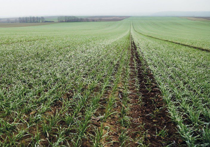 2. ábra: Reliance-val kezelt terület őszi búzában, dózis: 0,6 l/ha 14 nappal kezelés után, Tolna megye Felsőnyék őszi búza 