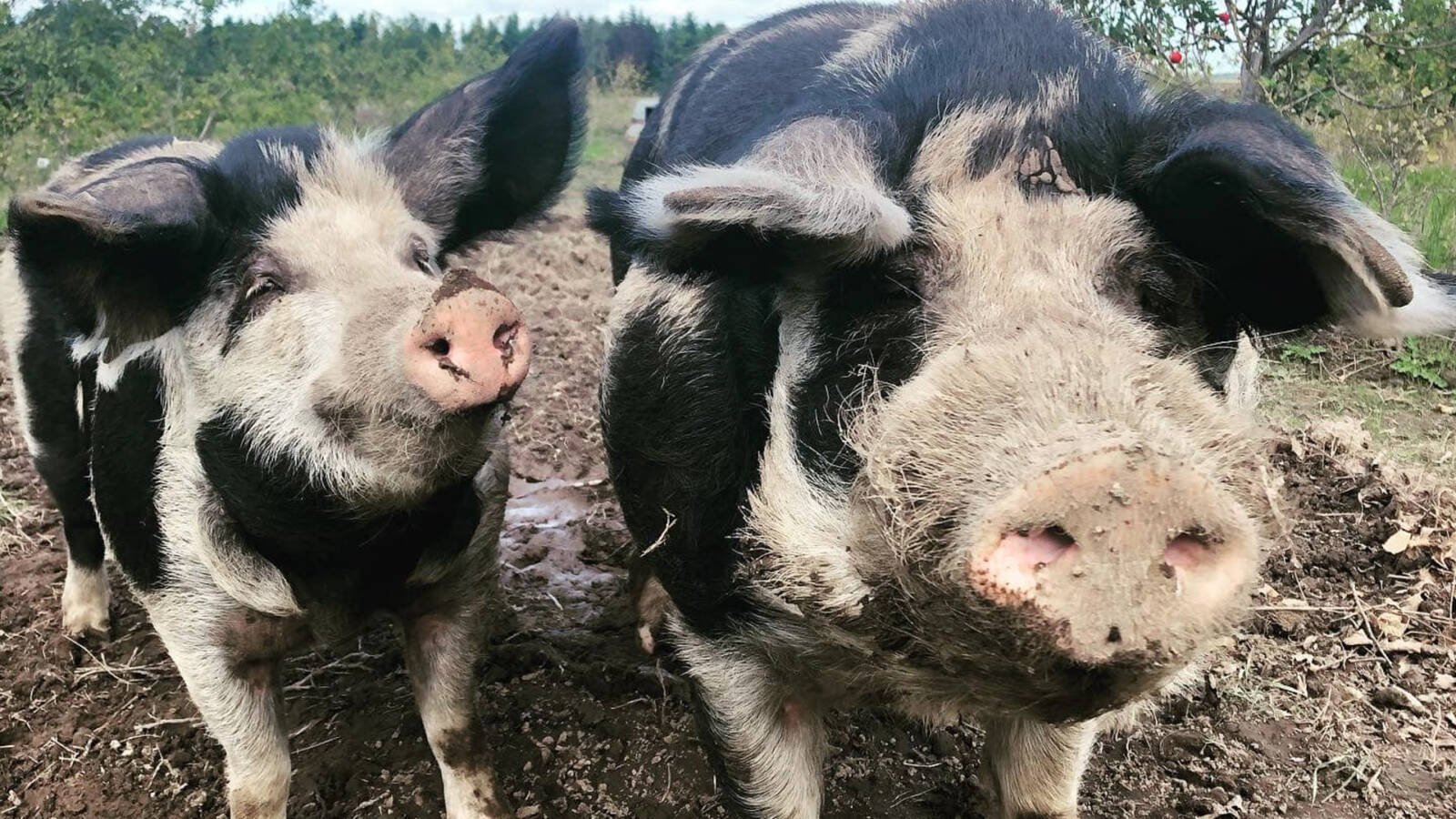 A dán fekete-fehér landrace tájfajta