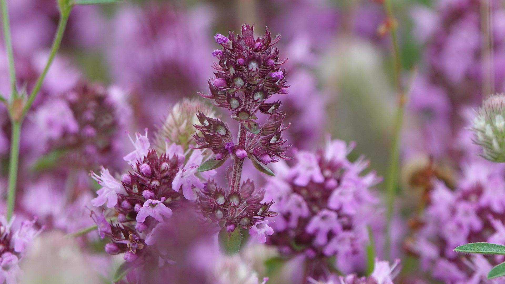 Тимьян (чабрец). Богородская трава чабрец лечебные. Тимьян ползучий чабрец трава. Трава чабрец. Тимьян богородская трава.