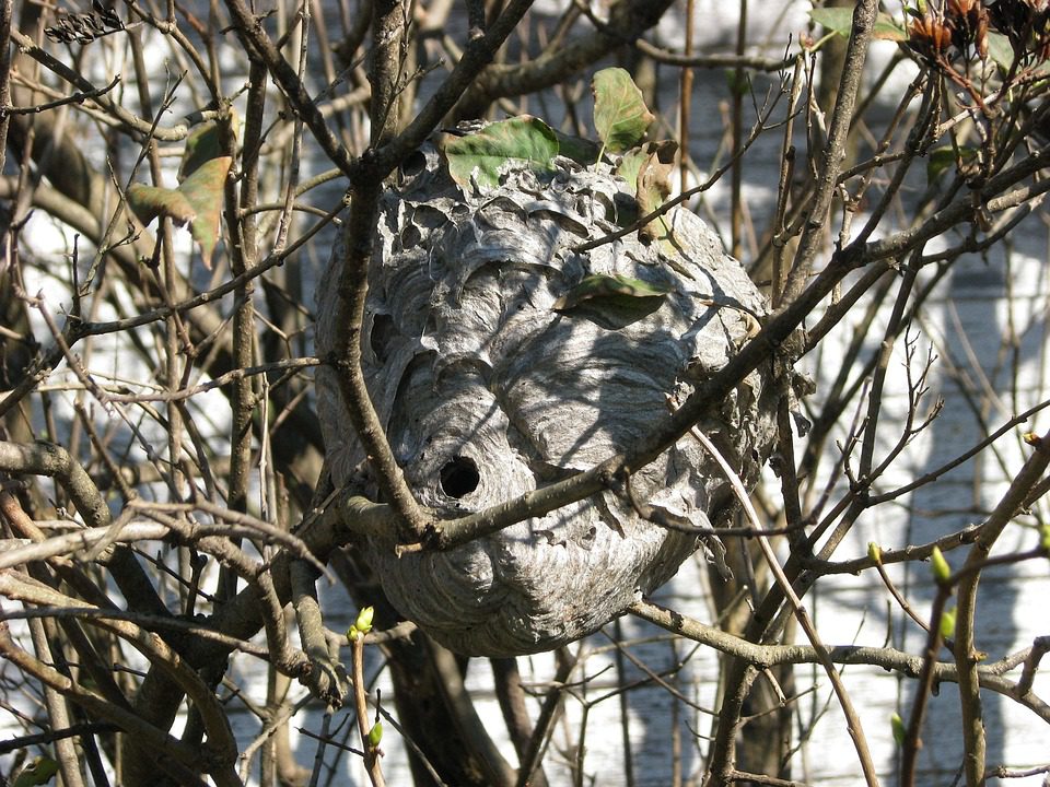 A fészek készülhet növényi részekből, homokból, agyagból és földből is