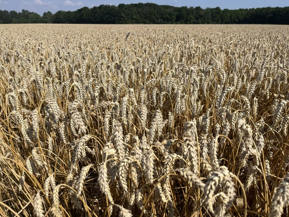 A Sitke Grano Kft. őszi búzái