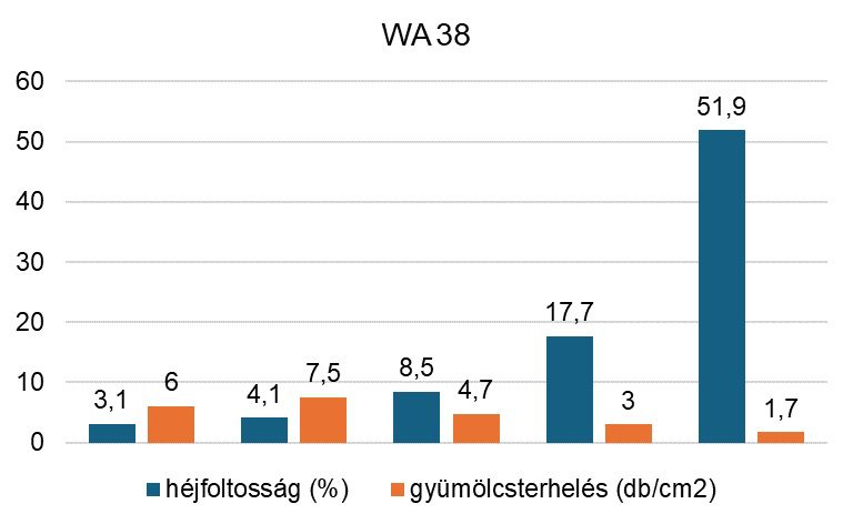 1. ábra: A tárolási rendellenesség és a gyümölcs-berakódottság kapcsolata WA 38 almafajta gyümölcseiben (Forrás: Good Fruit Grower)