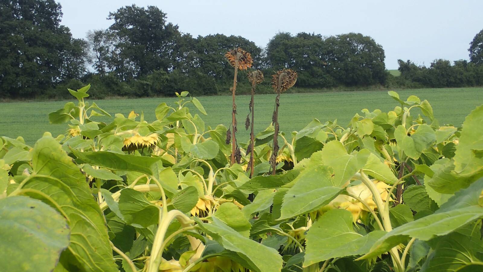 A Sclerotinia sclerotiorum szártövet érintő, micéliumos fertőzése ellen nem lehet hagyományos fungicidekkel védekezni