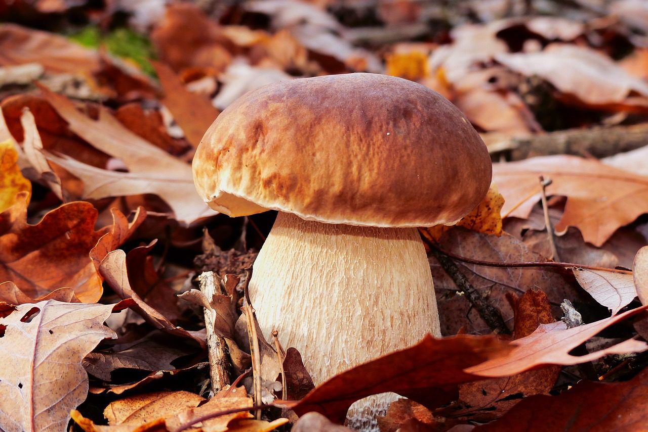 A szép őszi időben még a vargányákkal is találkozhatunk