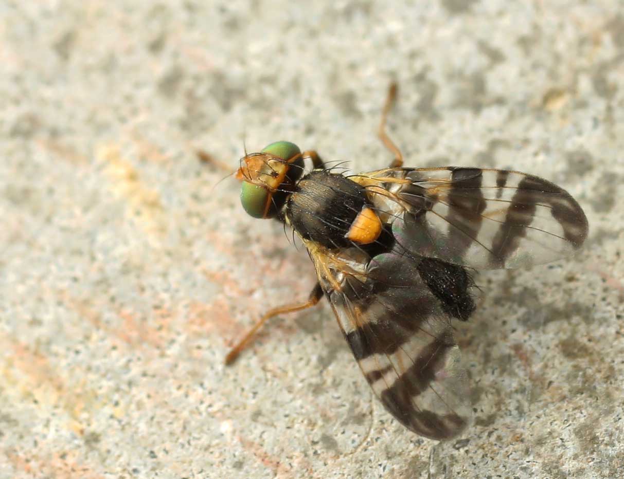 Európai cseresznyelégy (Rhagoletis cerasi)