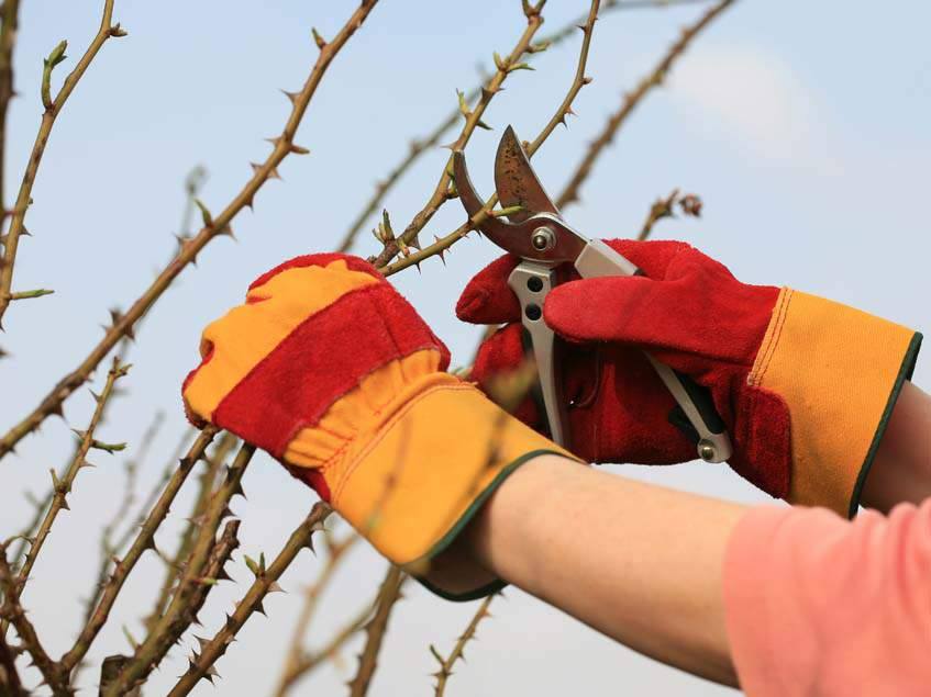 Metszés lemosó permetezés előtt