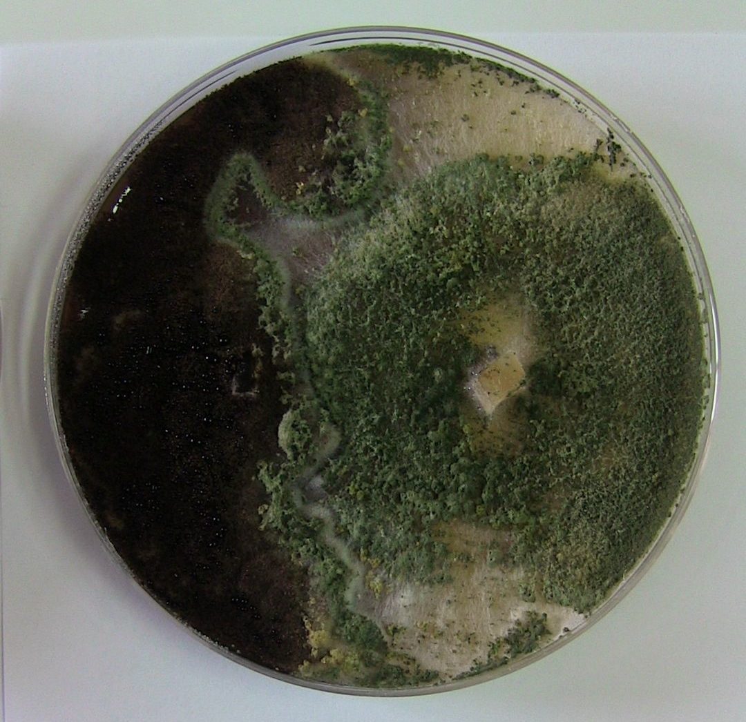 Aspergillus kontra Trichoderma