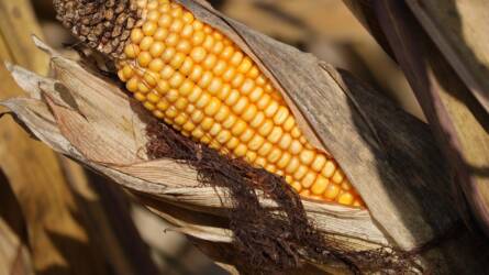 Biológiai készítmény oldhatja meg az Aflatoxin problémát kukoricában