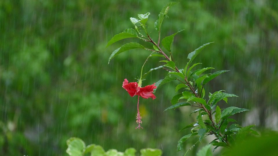 Hibiszkusz a kertben