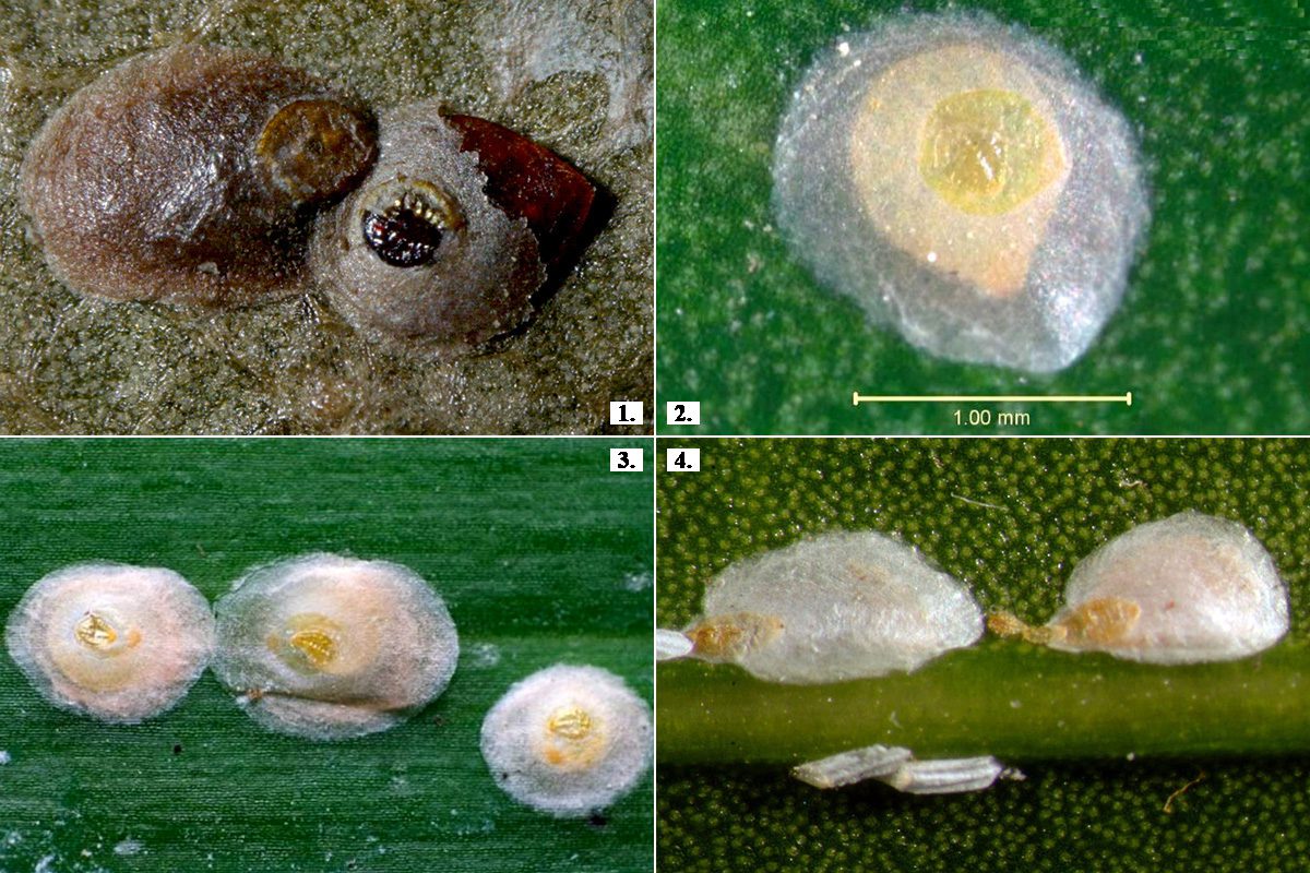 4. kép Diaspididae - Kagylós pajzstetvek