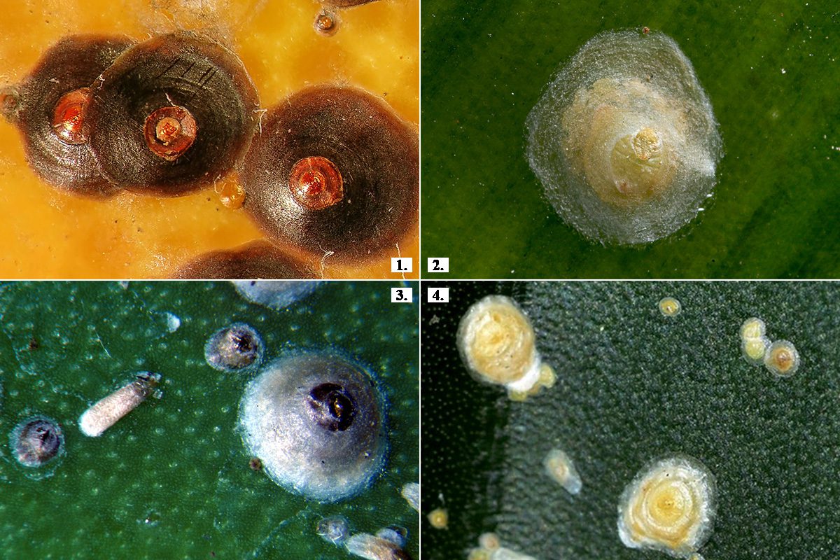 5. kép Diaspididae - Kagylós pajzstetvek