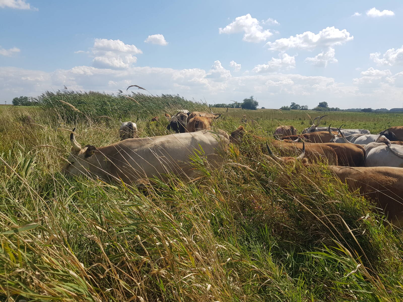 A regeneratív mezőgazdaság komplex megközelítéseket követel