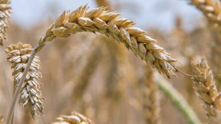 Az Agropyron glael mint a kenyérbúza lehetséges génforrása