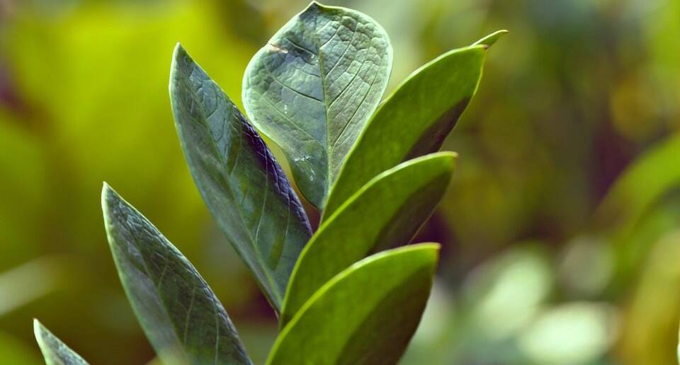 Zamioculcas zamiifolia, avagy a legénypálma most nagyon nagy divatját éli