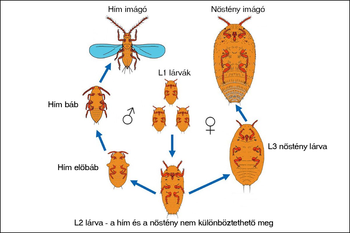 A Pseudococcidae – Viaszos pajzstetvek egyedfejlődésének általunk magyar nyelven feliratozott sematikus rajza. Forrás: ITT.