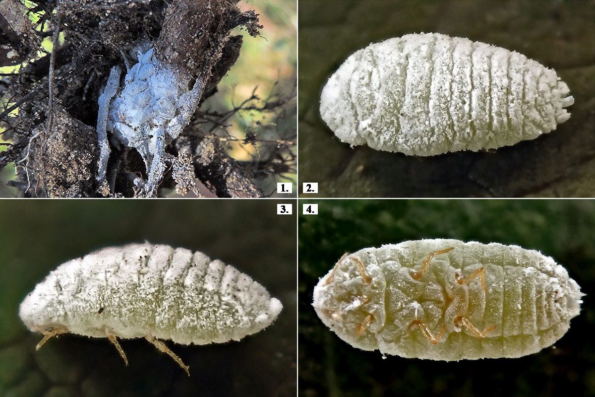 Az Atrococcus bejbienkoi – málna-viaszos pajzstetű. Eredeti gazdanövény: termesztett málna - Rubus idaeus. Készült: Szada (Pest vármegye) 2020. 08. 27.