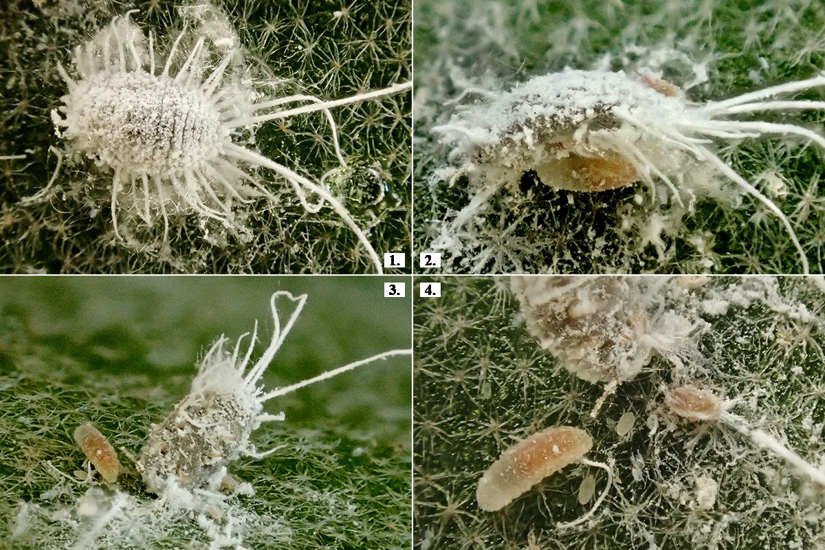 Egy Pseudococcus longispinus nőstény felemelésének mozzanatai. Eredeti gazdanövény: agancspáfrány – Platycerum bifurcatum. Készült: 2024.10.14. MATE, Budai Arborétum üvegháza