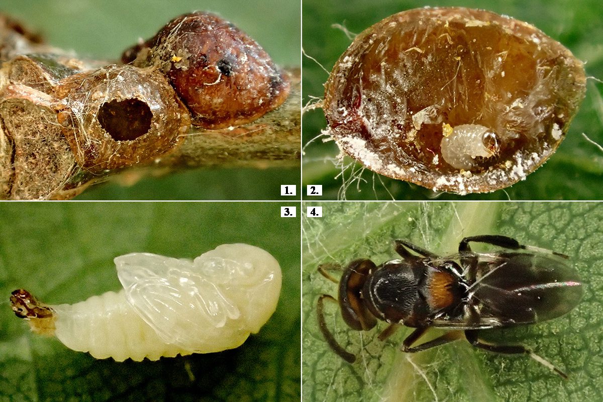 Parazitált tölgy teknős pajzstetű – Parthenolecanium rufulum. Eredeti gazdanövény: kocsányos tölgy – Quercus robur. Készült: Budapest XI. ker., Bikás park, 2024.05.16.