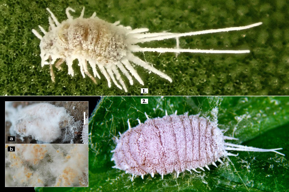 A Pseudococcua longispinus – hosszúfarkú viaszos pajzstetű. A Pseudococcus viburni – rövidfarkú pajzstetű kifejlett nőstényei