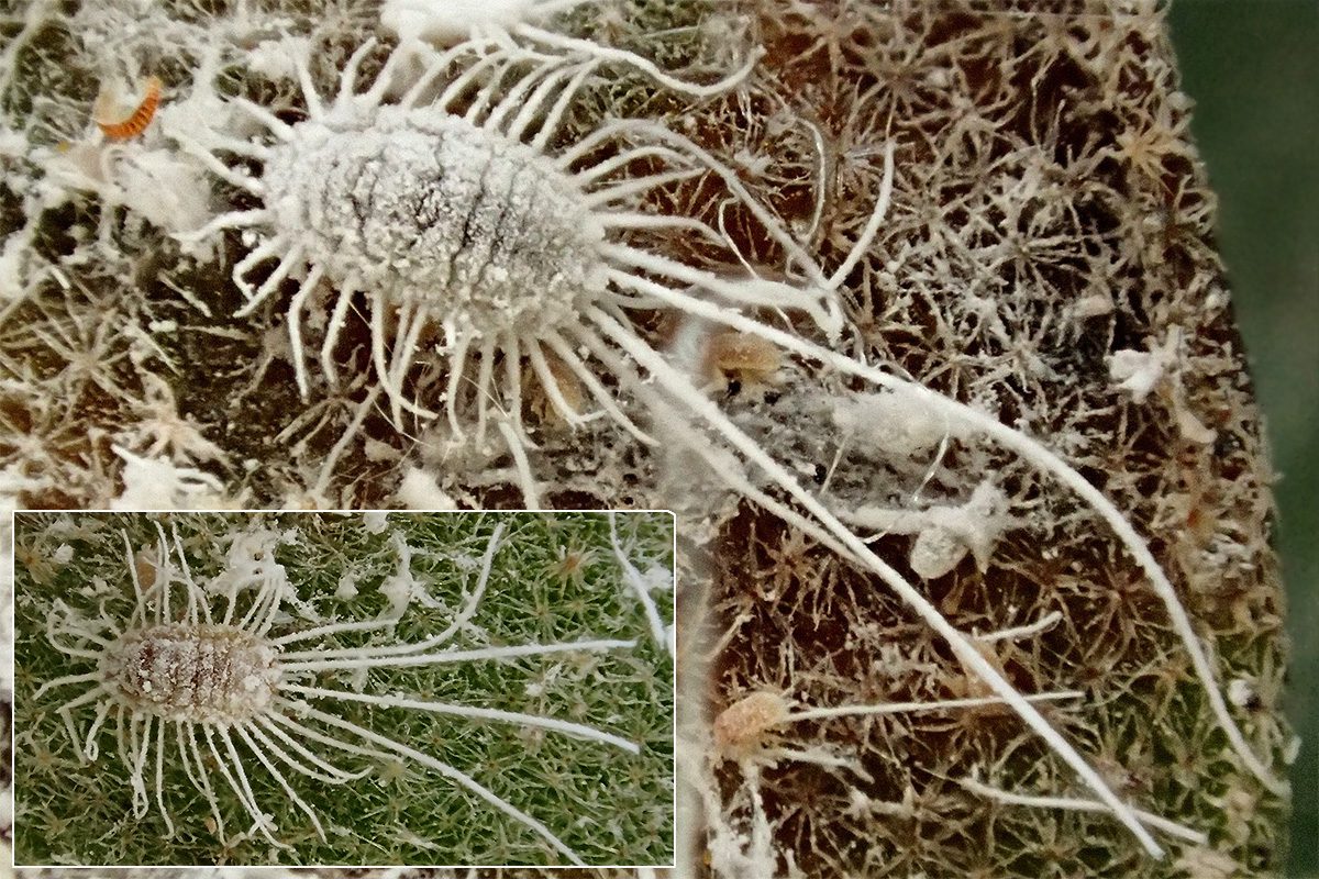 Pseudococcua longispinus – hosszúfarkú viaszos pajzstetű nőstény imágók dorzális nézet. Eredeti gazdanövény: agancspáfrány – Platycerum bifurcatum. Készült: 2024.10.14. MATE, Budai Arborétum üvegháza