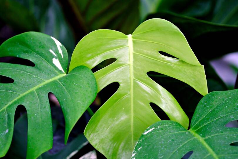 Tarka monstera levelei (Forrás: Pixabay)