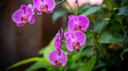 Nem virágzik az orchideánk: mit tehetünk?