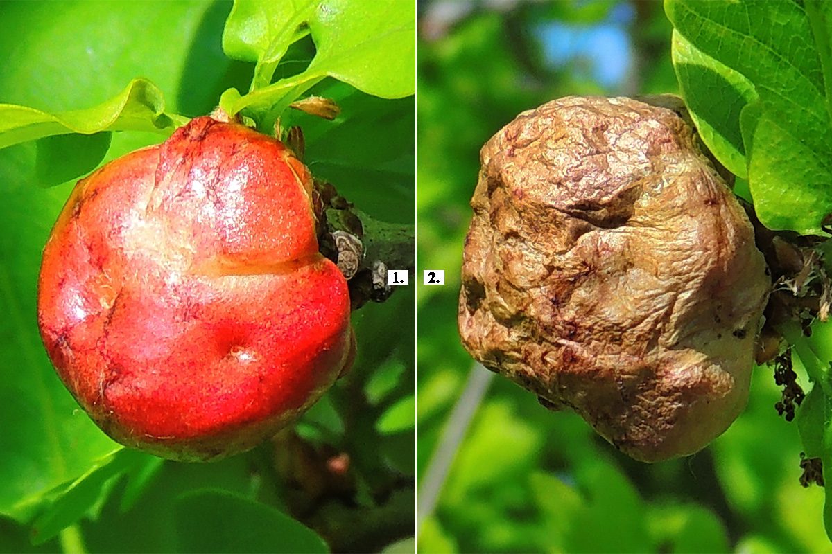 A Biorhiza pallida gubacsdarázs kétivarú nemzedékének gubacsai. A képek készültek: Kimle, 2016.05.05. Gazdanövény: kocsányos tölgy (Quercus robur)