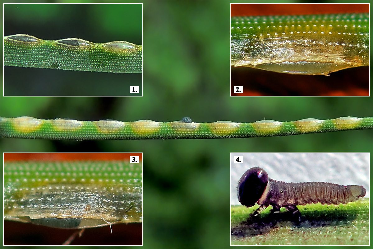 Fenyőrontó darázs - Neodiprion sertifer (Fésűs fenyődarazsak - Diprionidae) procecidiumai. Mosonmagyaróvár, 2017.04.09. Gazdanövény: feketefenyő (Pinus nigra)