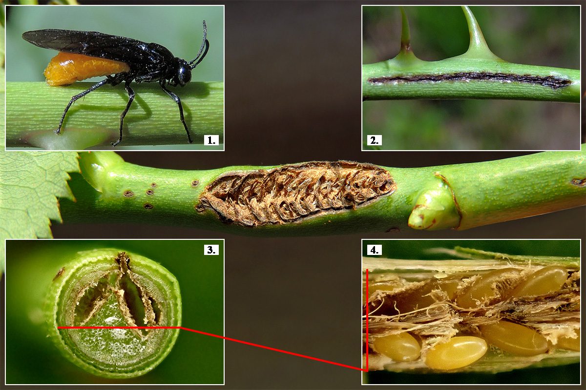 Sötétszárnyú varródarázs (Arge pagana) procecidiuma. Gazdanövény: gyepűrózsa (Rosa canina)