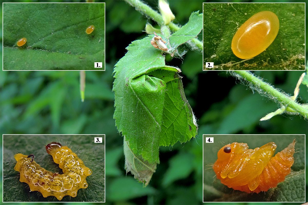 A mogyoróeszelény (Apoderus coryli) levélsodrata és fejlődési alakok. Mosonmagyaróvár, 2019.05.18. Gazdanövény: mogyoró (Corylus avellana)