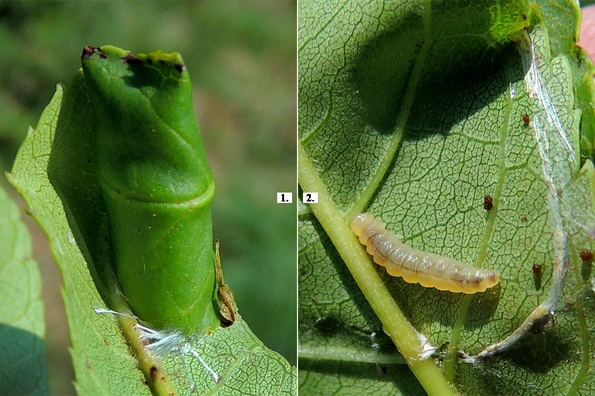 Fagyalaknázó keskenymoly - Caloptilia cuculipennella (Keskenyszárnyú molyok - Gracillariidae) álgubacsa. Kimle, 2018.07.17. Gazdanövény: magas kőris (Fraxinus excelsior)