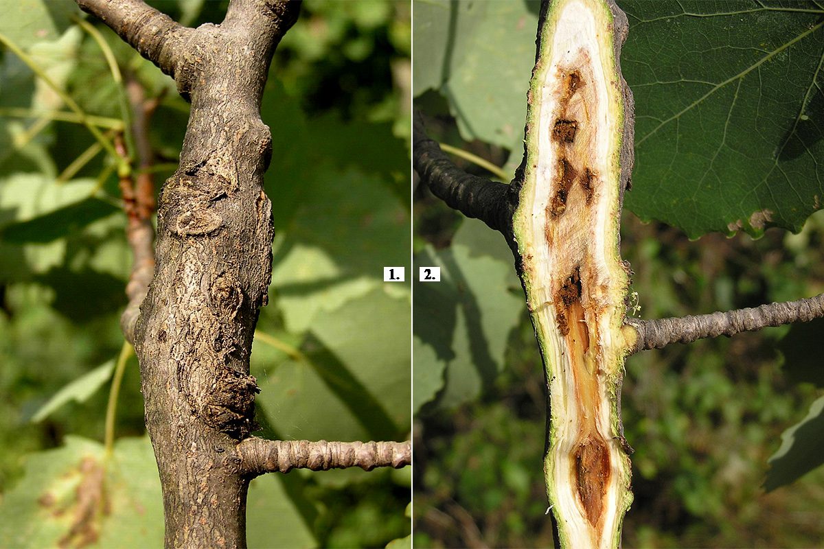 Tarka fűzormányos (Cryptorhynchus lapathi) okozta duzzanatok. Gazdanövény: nyárfa (Populus sp.)