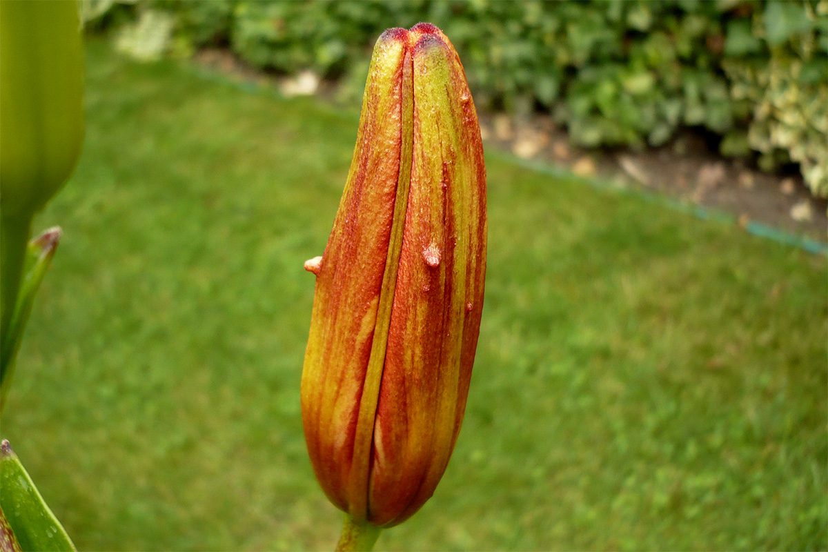 Ismeretlen gubacs liliom bimbóján (Lilium sp.). 2010.06.19. Mosonmagyaróvár, egy magánkertben