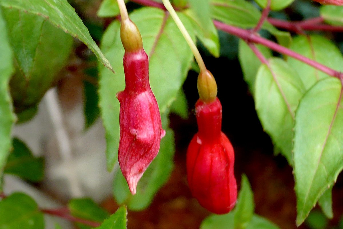 Ismeretlen gubacsok fukszia (Fuchsia sp.) bimbóján. 2011.05.24. Mosonmagyaróvár, egy magánkertben