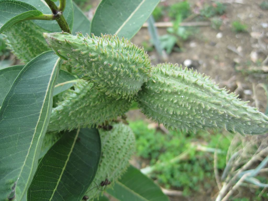 Asclepias syriaca terméstok