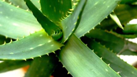 Aloe vera levelei