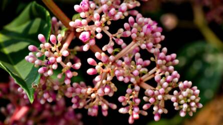 A pompás medinilla téli ápolása