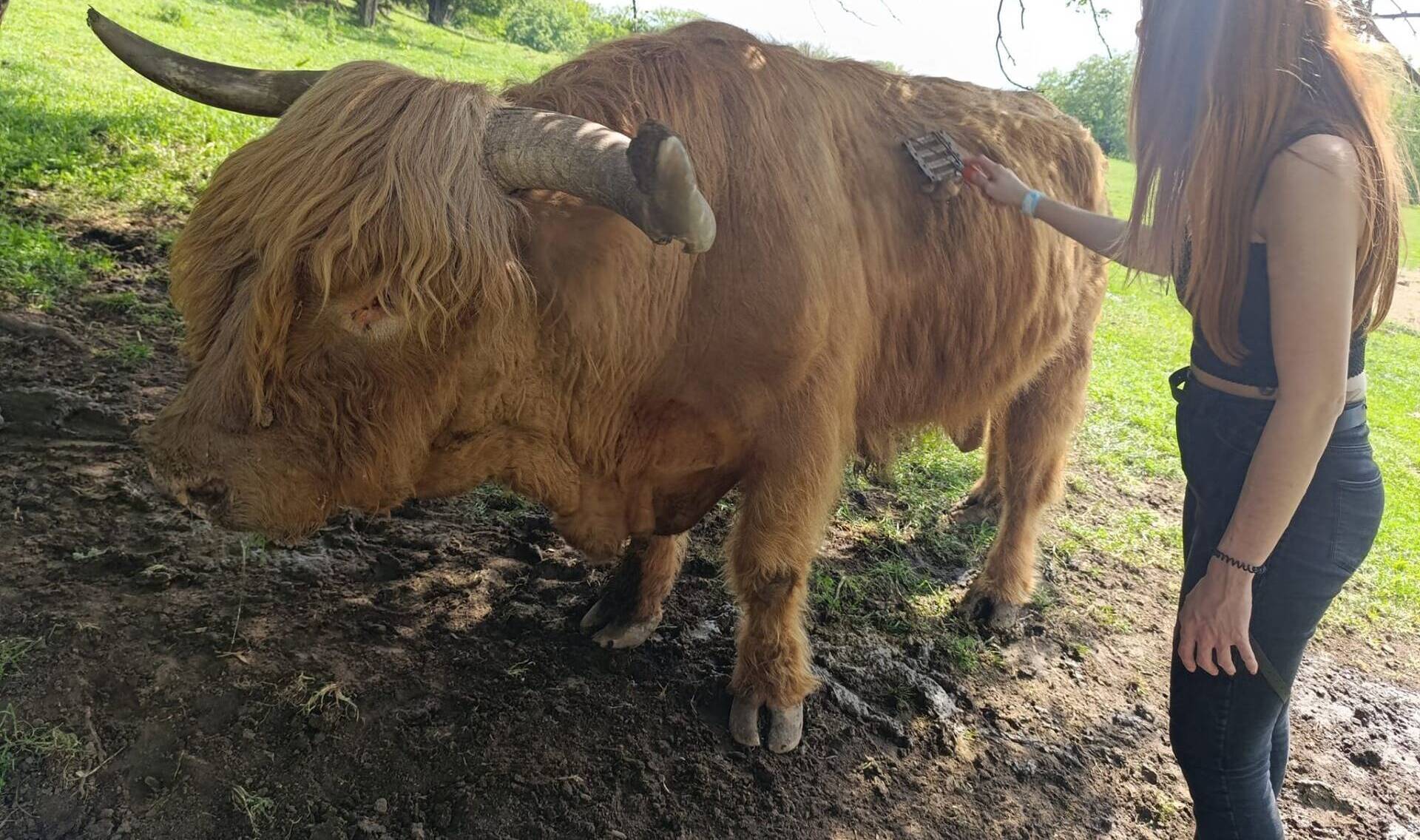 Skót-felföldi marhákkal virágzó magyar farm